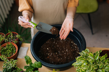 Close-up high-angle view of unrecognizable young woman gardener wearing apron transplanting pot plants at home. Professional florist working in own floral shop and planting flowers in greenhouse.