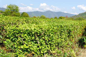 Fototapeta na wymiar Green tea bud and leaves in morning, Spring nature background. Nature landscape