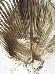 Dry palm leaves background. Close up of dried fan shaped tropical palm tree leafs.