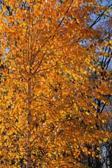 Autumn city park on the sun. Yellow and orange leaves on tree in fall season. Birch leaves.