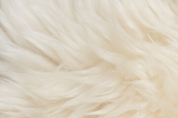 Obraz premium White fluffy wool texture background. natural fur texture. close-up for designers
