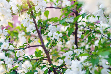 White flowering apple tree in spring, selective focus. Green soft focus background, spring time nature