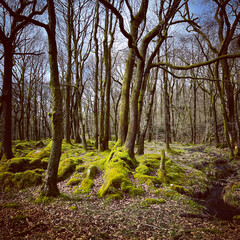 woodland and lakes in the lake district UK. Forests and streams, mountains and walkways