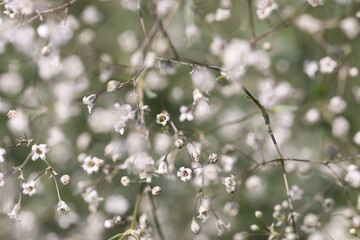 Blooming tree in spring. Blooming beautiful tree with white flowers