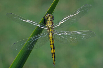 black-tailed skimmer dragonfly, immature female