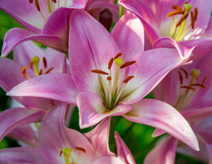 Fototapeta na wymiar Close-up of beautiful pink lily flowers top view.