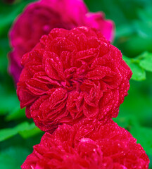 Beautiful red flowers of Leonardo da Vinci rose with drops of water after rain.