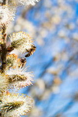 A bee collecting honey from a willow flower.