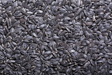 Sunflower seeds as background, top view