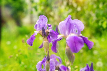 Iris flower grow in the garden. Close-up of a flower iris on blurred green natural background. Selective focus