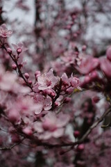 Ciliegio in Fiore