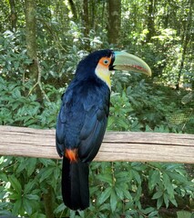 Toucan, gros plan, bec vert, Brésil