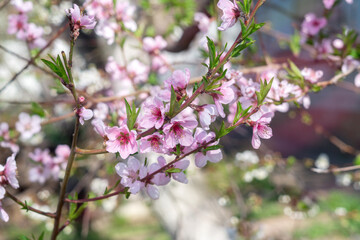 Blooming pink flowers of a peach tree close-up, selective focus. The beginning of spring.