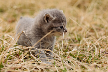 portraitt of grey kitten on grass close up
