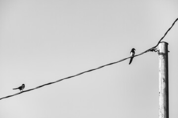 two magpie birds sitting on electric wire, monochrome black and white