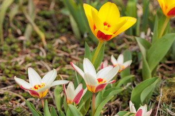 Colorful yellow and white tulips in garden