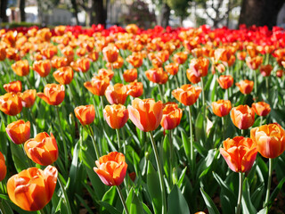 日本、神奈川県、横浜市、春、横浜公園の薔薇