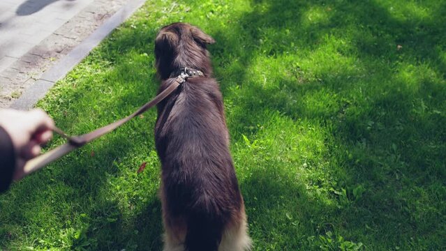 POV of owner slowly walking a german shepherd dog on a leash, animal lover