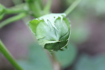 Green small flower buds with leaf closeup
