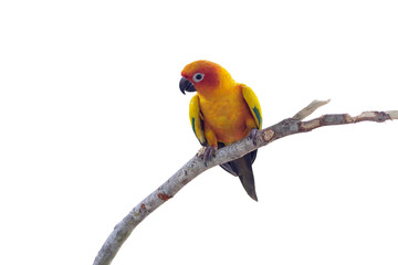 Sun Conure Parrots or Aratinga solstitialis perched on a branch in the garden isolated on white background.