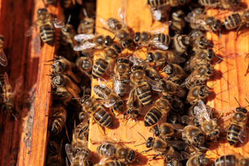 Extreme close up of Honey Bee Apis mellifera workers lined up on the edge of a black plastic hive frame.