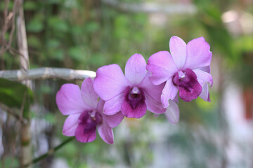 Fototapeta na wymiar Orchids Purple blooming bouquet on a beautiful background blur in the green garden.