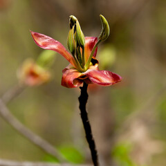 Obraz premium A hickory leaf budding in springtime.