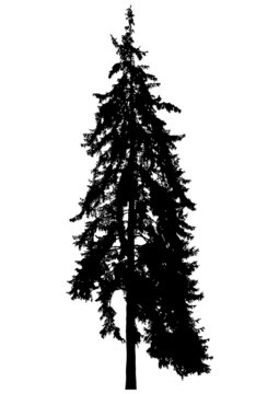Silhouette of coniferous tree
