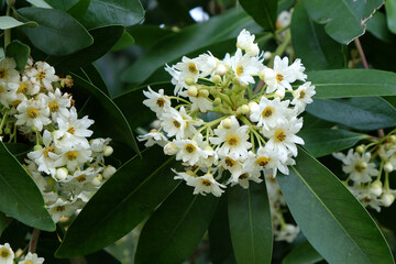Drimys winteri, the winter's bark or canelo in flower