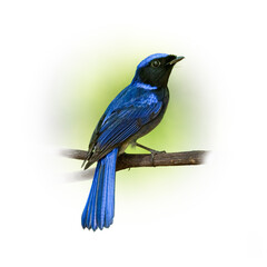 Male Large Niltava perching on a perch looking into a distance