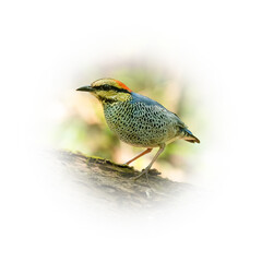 Male Blue Pitta perching on tree trunk looking into a distance