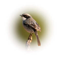 Male Grey Bushchat perching on a perch looking into a distance