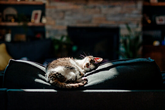 A Grey And White Cat Sleeps In The Sun On The Back Of A Couch