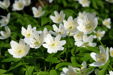 White Wood anemone, ladyÕs nightcap, in flower