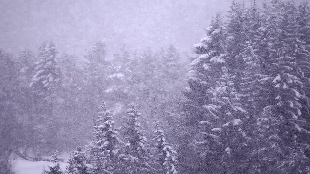 seamless loop of heavy snow falling against trees in background