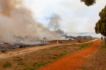 A controlled burn takes place in Tokai forest to help prevent further fires in the area. Tokai, Cape Town.