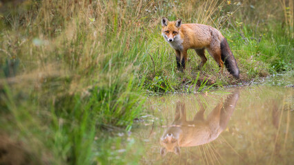 Red fox, vulpes vulpes, looking standing near the water with copy space. Wild mammal looking to the camera on wetland. Orange predator staring on swamp.