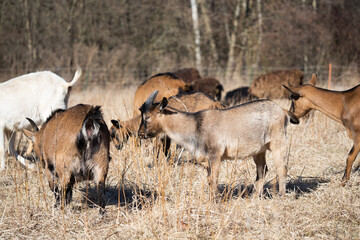 Herd of goats grazing in the paddock