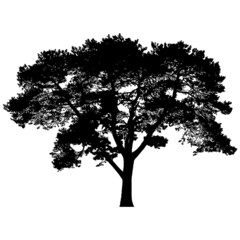 Obraz premium Silhouette of coniferous tree
