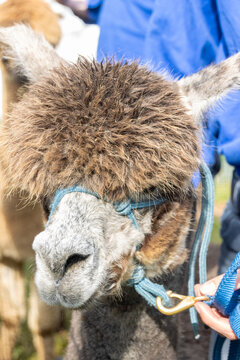 Cute And Furry Alpaca At Sydney Royal Easter Show