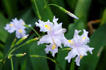 Lilac Iris Japonica, butterfly flower, in bloom.