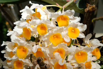 Dendrobium thyrsiflorum Rchb.f. species orchid in flower.