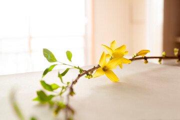 Yellow forsythia flowers and new green leaves