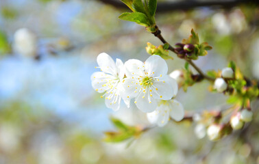 blooming tree