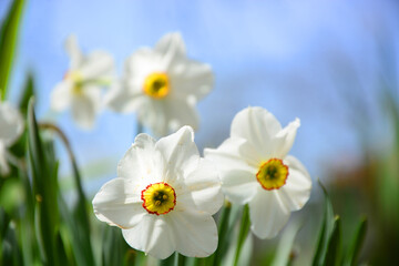 daffodils in spring