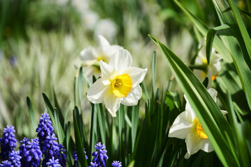 Fototapeta premium daffodils in the grass