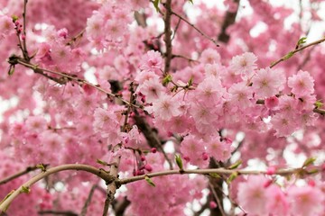 桜,ソメイヨシノ,桜並木,滋賀県,風景,桜吹雪,満開,日本の風景,田舎の風景,自然,びわ湖,琵琶湖,湖,春,Cherry Blossoms,Yoshino cherry tree,Row of cherry blossom trees,木,林,森,桃色,ピンク,biwa lake