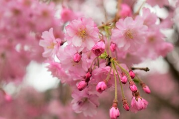 桜,ソメイヨシノ,桜並木,滋賀県,風景,桜吹雪,満開,日本の風景,田舎の風景,自然,びわ湖,琵琶湖,湖,春,Cherry Blossoms,Yoshino cherry tree,Row of cherry blossom trees,木,林,森,桃色,ピンク,biwa lake