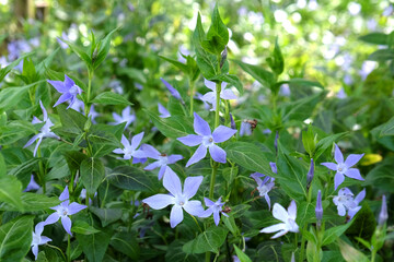 Pale purple Periwinkles in flower.