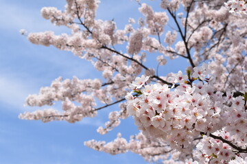 桜,ソメイヨシノ,桜並木,滋賀県,風景,桜吹雪,満開,日本の風景,田舎の風景,自然,びわ湖,琵琶湖,湖,春,Cherry Blossoms,Yoshino cherry tree,Row of cherry blossom trees,木,林,森,桃色,ピンク,biwa lake
